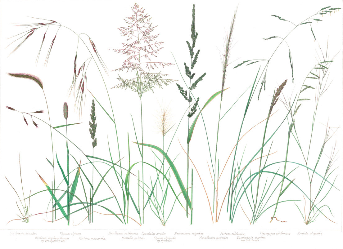 California-Native-Grasses